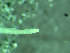  ( - BGE_00237_A05)  @11 [ ] Creative Commons BY NC SA (2025) University of Bergen Natural History Collections