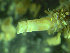  ( - BGE_00237_B02)  @11 [ ] Creative Commons BY NC SA (2025) University of Bergen Natural History Collections