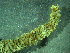  ( - BGE_00237_B02)  @11 [ ] Creative Commons BY NC SA (2025) University of Bergen Natural History Collections
