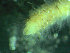  (Owenia polaris - BGE_00237_B06)  @11 [ ] Creative Commons BY NC SA (2025) University of Bergen Natural History Collections