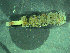  (Owenia cf. assimilis - BGE_00237_B08)  @11 [ ] Creative Commons BY NC SA (2025) University of Bergen Natural History Collections