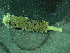  ( - BGE_00237_B08)  @11 [ ] Creative Commons BY NC SA (2025) University of Bergen Natural History Collections