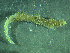  (Owenia cf. polaris - BGE_00237_B12)  @11 [ ] Creative Commons BY NC SA (2025) University of Bergen Natural History Collections