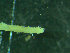  ( - BGE_00237_C07)  @11 [ ] Creative Commons BY NC SA (2025) University of Bergen Natural History Collections