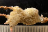  ( - BGE_00262_H09)  @11 [ ] CC-BY-SA (2024) University of Bergen, Natural History Collections University of Bergen, Natural History Collections
