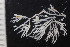  ( - BGE_00262_F07)  @11 [ ] CC-BY-SA (2024) University of Bergen, Natural History Collections University of Bergen, Natural History Collections