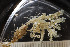  ( - BGE_00262_D04)  @11 [ ] CC-BY-SA (2024) University of Bergen, Natural History Collections University of Bergen, Natural History Collections