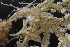  ( - BGE_00262_D04)  @11 [ ] CC-BY-SA (2024) University of Bergen, Natural History Collections University of Bergen, Natural History Collections