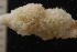  ( - BGE_00262_D06)  @11 [ ] CC-BY-SA (2024) University of Bergen, Natural History Collections University of Bergen, Natural History Collections