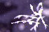  ( - BGE_00262_G05)  @11 [ ] CC-BY-SA (2024) University of Bergen, Natural History Collections University of Bergen, Natural History Collections