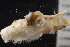  ( - BGE_00262_F09)  @11 [ ] CC-BY-SA (2024) University of Bergen, Natural History Collections University of Bergen, Natural History Collections