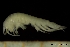  (Leptamphopus - BGE_00238_G09)  @11 [ ] Creative Commons BY-SA (2025) University of Bergen Natural History Collections