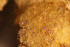  (Gephyrotes nitidopunctata - BGE_00264_A03)  @11 [ ] Creative Commons  Attribution Non-Commercial Share-Alike (2025) NTNU University Museum, Department of Natural History NTNU University Museum, Department of Natural History
