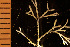  (Tricellaria arctica - BGE_00264_D01)  @11 [ ] Creative Commons  Attribution Non-Commercial Share-Alike (2025) NTNU University Museum, Department of Natural History NTNU University Museum, Department of Natural History