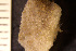  (Hippoporina - BGE_00264_B08)  @11 [ ] Creative Commons  Attribution Non-Commercial Share-Alike (2025) NTNU University Museum, Department of Natural History NTNU University Museum, Department of Natural History