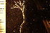  ( - BGE_00264_B12)  @11 [ ] Creative Commons  Attribution Non-Commercial Share-Alike (2025) NTNU University Museum, Department of Natural History NTNU University Museum, Department of Natural History