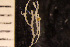  (Crisia constans - BGE_00264_B06)  @11 [ ] Creative Commons  Attribution Non-Commercial Share-Alike (2025) NTNU University Museum, Department of Natural History NTNU University Museum, Department of Natural History