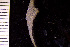  (Pseudoflustra hincksi - BGE_00264_F03)  @11 [ ] Creative Commons  Attribution Non-Commercial Share-Alike (2025) NTNU University Museum, Department of Natural History NTNU University Museum, Department of Natural History