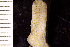  (Pseudoflustra solida - BGE_00264_F06)  @11 [ ] Creative Commons  Attribution Non-Commercial Share-Alike (2025) NTNU University Museum, Department of Natural History NTNU University Museum, Department of Natural History
