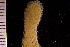  (Pseudoflustra sinuosa - BGE_00264_H06)  @11 [ ] Creative Commons  Attribution Non-Commercial Share-Alike (2025) NTNU University Museum, Department of Natural History NTNU University Museum, Department of Natural History