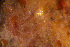  (Haplopoma impressum - BGE_00264_H03)  @11 [ ] Creative Commons  Attribution Non-Commercial Share-Alike (2025) NTNU University Museum, Department of Natural History NTNU University Museum, Department of Natural History