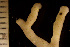  ( - BGE_00264_H08)  @11 [ ] Creative Commons  Attribution Non-Commercial Share-Alike (2025) NTNU University Museum, Department of Natural History NTNU University Museum, Department of Natural History