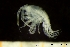  ( - BGE_00238_F05)  @11 [ ] Creative Commons BY-SA (2025) University of Bergen Natural History Collections