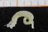  ( - BGE_00239_D06)  @11 [ ] Creative Commons BY NC SA (2025) University of Bergen Natural History Collections