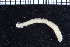  ( - BGE_00236_G06)  @11 [ ] Creative Commons BY NC SA (2025) University of Bergen Natural History Collections