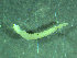  ( - BGE_00237_D02)  @11 [ ] Creative Commons BY NC SA (2025) University of Bergen Natural History Collections