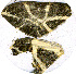  (Erebomorpha fulguraria - AYK-06-7350)  @12 [ ] CreativeCommons - Attribution Non-Commercial Share-Alike (2011) Kim Mitter University of Maryland