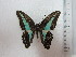  (Graphium sarpedon - KC0011)  @14 [ ] CreativeCommons - Attribution Non-Commercial Share-Alike (2012) karenchia.24@gmail.com Museum of Zoology, University of Malaya