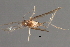  ( - RBCAD-1785)  @11 [ ] CreativeCommons - Attribution (2008) Unspecified Centre for Biodiversity Genomics