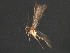  ( - RBCAD-1985)  @13 [ ] CreativeCommons - Attribution (2009) Unspecified Centre for Biodiversity Genomics