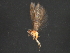  (Ochrotrichia ildria - RBCAD-1986)  @11 [ ] CreativeCommons - Attribution (2009) Unspecified Centre for Biodiversity Genomics
