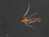  (Ochrotrichia spinosa - RBCAD-1988)  @11 [ ] CreativeCommons - Attribution (2009) Unspecified Centre for Biodiversity Genomics