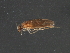  (Ochrotrichia tarsalis - RBCAD-1992)  @13 [ ] CreativeCommons - Attribution (2009) Unspecified Centre for Biodiversity Genomics