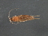  ( - RBCAD-1997)  @13 [ ] CreativeCommons - Attribution (2009) Unspecified Centre for Biodiversity Genomics