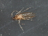  ( - RBCAD-2016)  @13 [ ] CreativeCommons - Attribution (2009) Unspecified Centre for Biodiversity Genomics