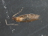 ( - RBCAD-2021)  @11 [ ] CreativeCommons - Attribution (2009) Unspecified Centre for Biodiversity Genomics
