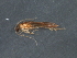  ( - RBCAD-2028)  @11 [ ] CreativeCommons - Attribution (2009) Unspecified Centre for Biodiversity Genomics