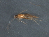  ( - RBCAD-2029)  @13 [ ] CreativeCommons - Attribution (2009) Unspecified Centre for Biodiversity Genomics