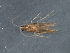  ( - RBCAD-2031)  @11 [ ] CreativeCommons - Attribution (2009) Unspecified Centre for Biodiversity Genomics