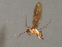  ( - RBCAD-2093)  @11 [ ] CreativeCommons - Attribution (2009) Unspecified Centre for Biodiversity Genomics