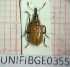  (Lasiorhynchites coeruleocephalus - BGE_00424_F10)  @11 [ ] CreativeCommons  Attribution Non-Commercial Share-Alike (2023) Claudia Bruschini UNIFI