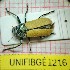  (Labidostomis pallidipennis - BGE_00433_G05)  @11 [ ] CreativeCommons  Attribution Non-Commercial Share-Alike (2024) Adele Bordoni Università degli Studi di Firenze