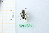  (Andrena korleviciana - BGE_00434_G11)  @11 [ ] CreativeCommons  Attribution Non-Commercial Share-Alike (2024) Adele Bordoni Università degli Studi di Firenze