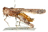  ( - 10BBORT-0094)  @14 [ ] CreativeCommons - Attribution (2010) CBG Photography Group Centre for Biodiversity Genomics