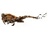  ( - BIOUG00916-A06)  @13 [ ] CreativeCommons - Attribution (2011) CBG Photography Group Centre for Biodiversity Genomics