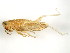  ( - BIOUG00916-B07)  @13 [ ] CreativeCommons - Attribution (2011) CBG Photography Group Centre for Biodiversity Genomics